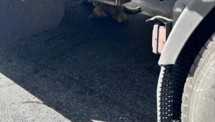 “可可西里网红狼”被大货车压死？三江源公园确认死了一只，但不确定是否为“初代目”