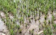 博主称曝光河南潢川县泥河水污染问题后遭电话威胁，警方已立案调查